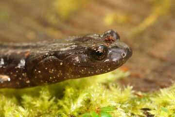 Head close up of a juvenile Aneides ferreus,  Clouded salamander