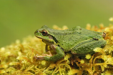 Close up of a Pseudacris regilla , Pacific treefrog on green moss
