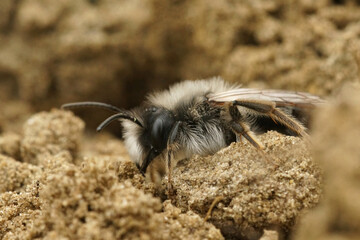 Close up of a male grey mining bee , Andrena vaga, on the ground