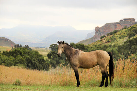 Landscape photo of wild horse on a farm. near Golden Gate. 