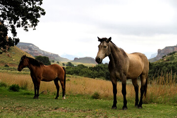 Landscape photo of wild horse on a farm. near Golden Gate. 