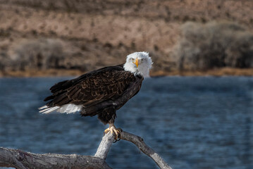Bald Eagle (Haliaeetus leucocephalus)...Bad Feather Day With an Attitude