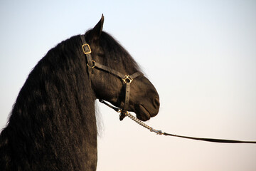 Portrait photThe history of horse breeding goes back millennia. Though the precise date is in...