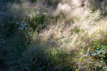 grass in the wind