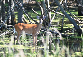 Deer in the Pond