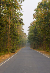 Fototapeta premium Zig Zag Road with forest surrounded. 