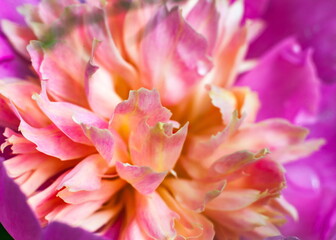 Fototapeta premium Pink flower petals peony closeup