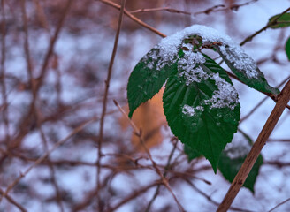 Schnee bedecktes Blatt
