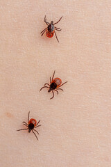 Group of parasitic mites crawl over human skin. Infectious blood sucking insects are dangerous to...