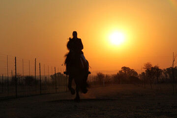 The Friesian is a horse breed originating in Friesland, in the Netherlands. Although the conformation of the breed resembles that of a light draught horse, Friesians are graceful and nimble for their 