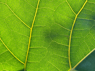 Macro close up photography from a leaf