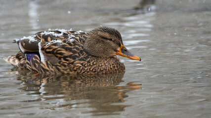Fototapeta premium ente, bird, wasser, natur, stockente, tier, see, wild lebende tiere, wild, teich,
