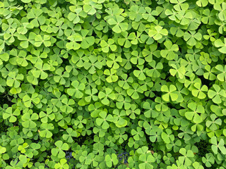 Close up of Marsilea Four leafed clover