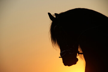 Silhouette photo of an Friesian horse. Aveleda Friesian Stud﻿, Horse Trainer, Friesian Horses in Potchefstroom