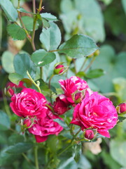 Red roses with white stripes on a natural green background grow in the garden. Place for text. Greeting card.