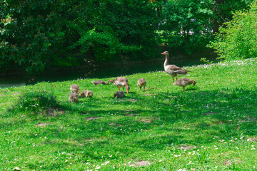 A family of ducks walking through the park
Mother duck and her chicks strolling