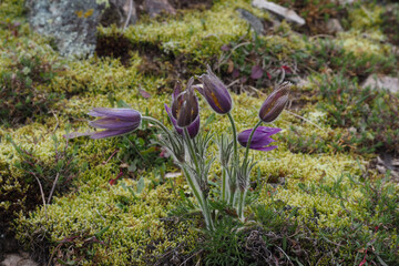The pasqueflower (Pulsatilla vulgaris), from the buttercup family