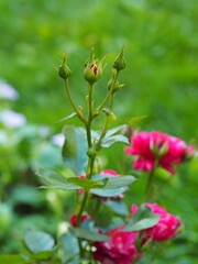 Red rose bud on natural green background with copy space. The flower has white stripes on the petals.