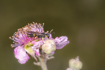 Side close-up of the wasp  Ancistrocerus nigricornis on a pink flower.