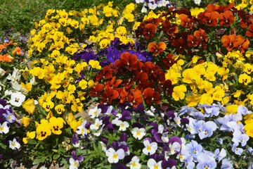 Bed of yellow, red, purple and white flowers on a field during spring