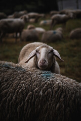Closeup of a sheep in the meadow