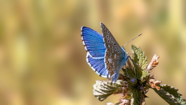 Nature background concept. One Adonis blue butterfly on a wild meadow flower ready to fly close up macro. Selective focus with natural blurred background. Beautiful summer meadow wallpaper. 