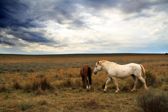 A photo of horses in a beautiful landscape on farms in South Africa. 