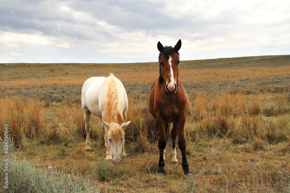 Wall mural a photo of horses in a beautiful landscape on farms in south africa.