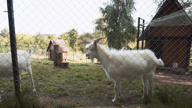 On home farm, two white goats with horns and beard are standing and chewing, one goat moves aside behind metal fence with netting