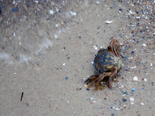 on the beach of the Baltic Sea crawls a small crab