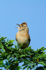 Alouette à nuque rousse,.Mirafra africana, Rufous naped Lark