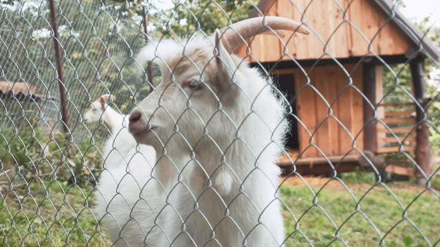 White goat with horns and beard stands and looks calmly, against background one goat has green branches on home farm behind metal fence with netting net