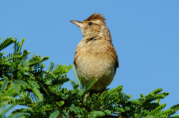 Alouette à nuque rousse,.Mirafra africana, Rufous naped Lark