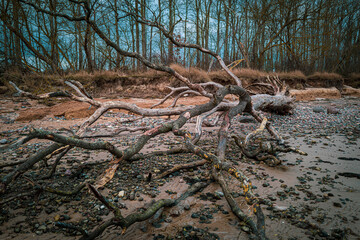 on a beach of the Baltic Sea are fallen trees after a storm