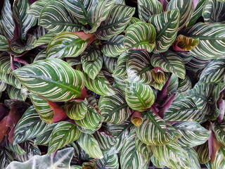Obraz premium Calathea trees have a wide variety of foliage as ornamental plants that help beautify your garden.