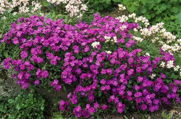 Aubriette, aubrieta deltoidea
