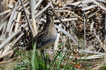 Bécassine des marais,.Gallinago gallinago, Common Snipe