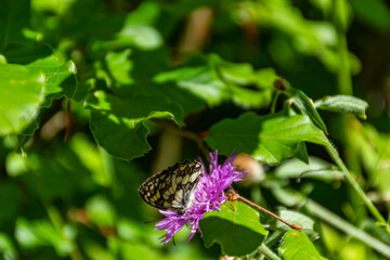 butterfly on a flower