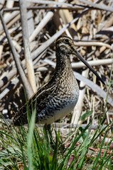 Bécassine des marais,.Gallinago gallinago, Common Snipe