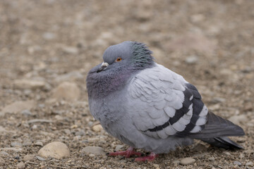 View of a sitting pigeon on a stone beach. Homing pigeon, racing pigeon or domestic messenger pigeon Latin columba livia domestica closeup.
