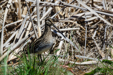Bécassine des marais,.Gallinago gallinago, Common Snipe