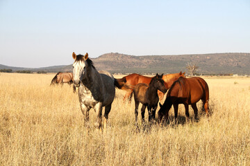 Fototapeta na wymiar Landscape photo of horses in a winter field in the Northwest of South Africa. 