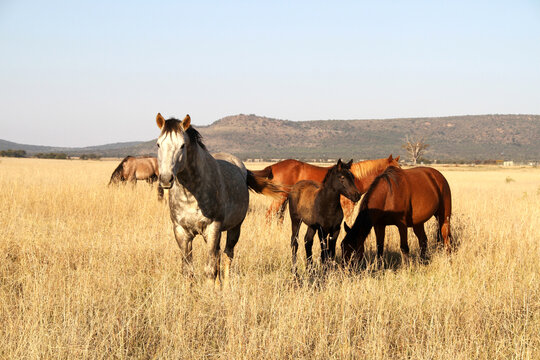 Landscape photo of horses in a winter field in the Northwest of South Africa. 