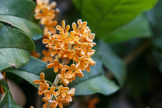 285 Best きんもくせい Images Stock Photos Vectors Adobe Stock