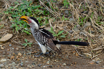 Calao leucomèle,.Tockus leucomelas, Southern Yellow billed Hornbill
