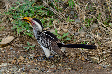 Calao leucomèle,.Tockus leucomelas, Southern Yellow billed Hornbill