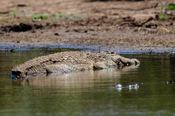 Crocodile du Nil , Crocodylus niloticus, Afrique du Sud
