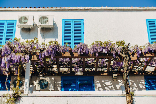 Bunches of wisteria on a wooden bar outside a house with blue shutters.