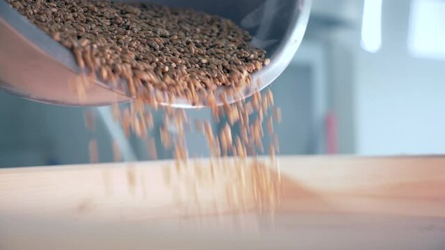 Grain of wheat or rye is poured into the mill. Grains for grinding are poured into the crusher. Production of bread from grain and flour in a bakery.