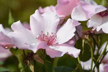一重のバラ　ベビーピンク色のバラ